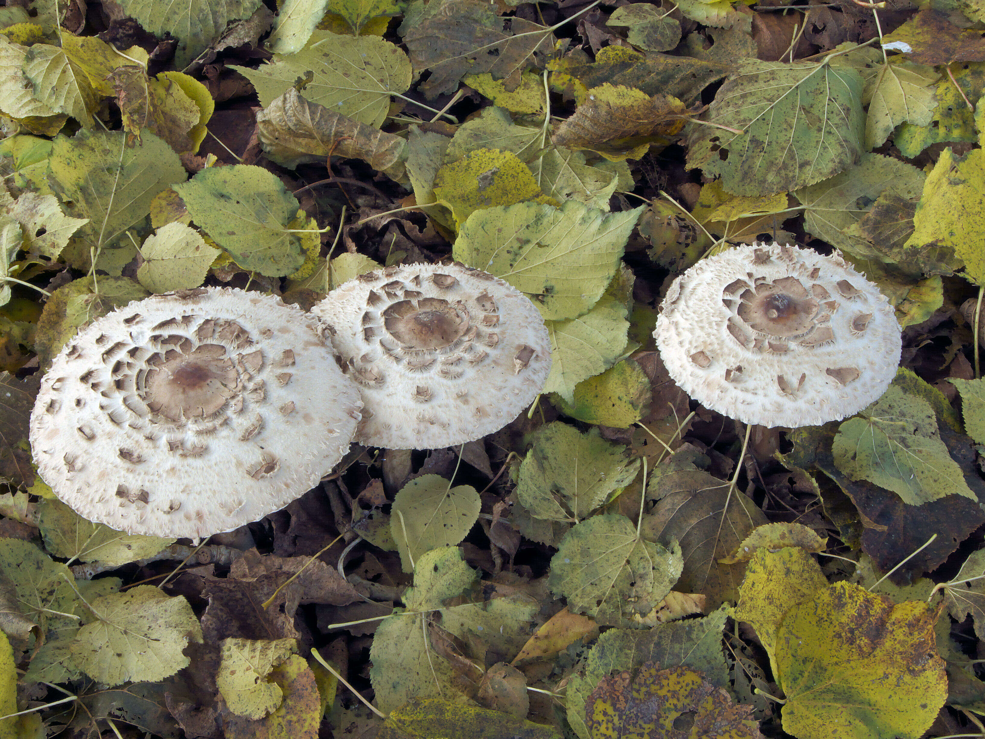 Image of Macrolepiota procera (Scop.) Singer 1948