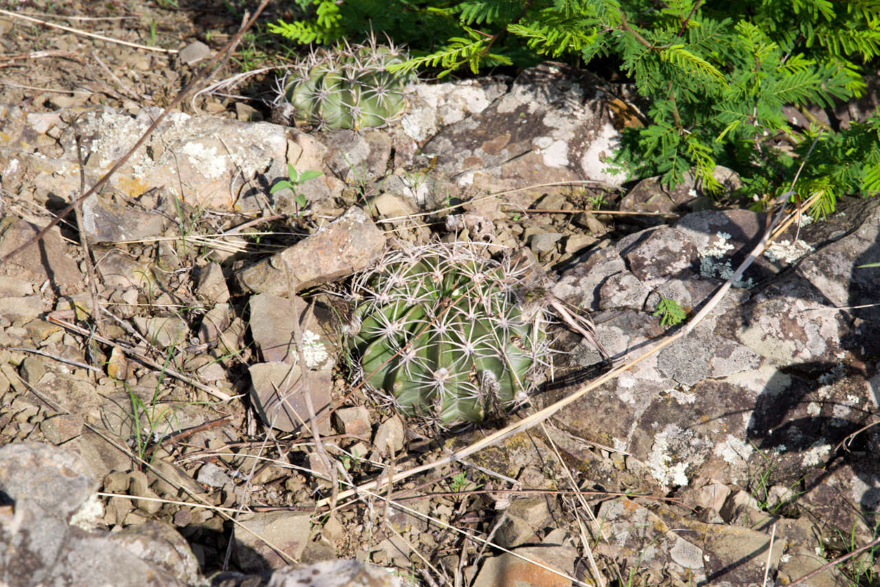 Imagem de Echinopsis obrepanda (Salm-Dyck) K. Schum.