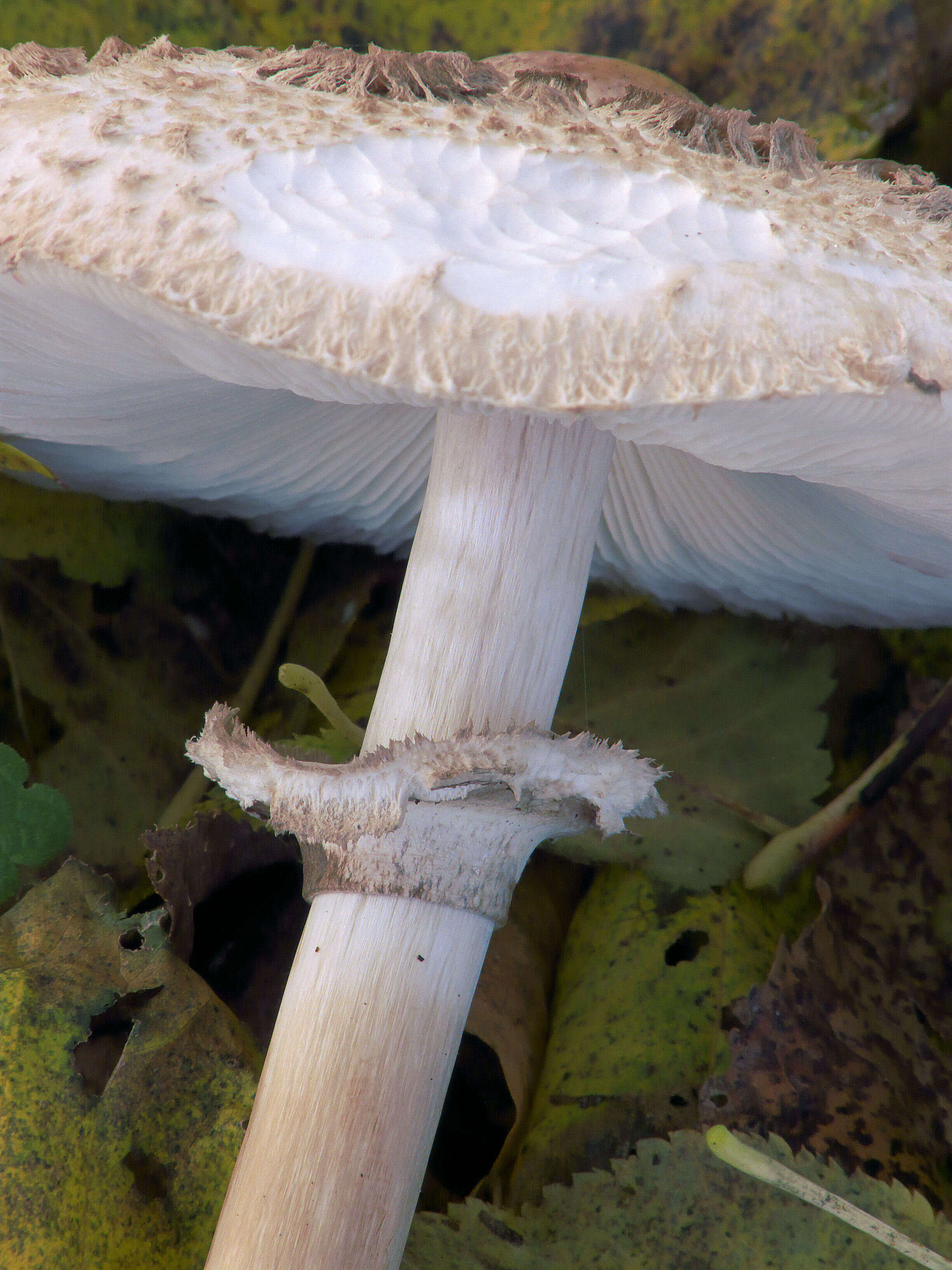 Image of Macrolepiota procera (Scop.) Singer 1948