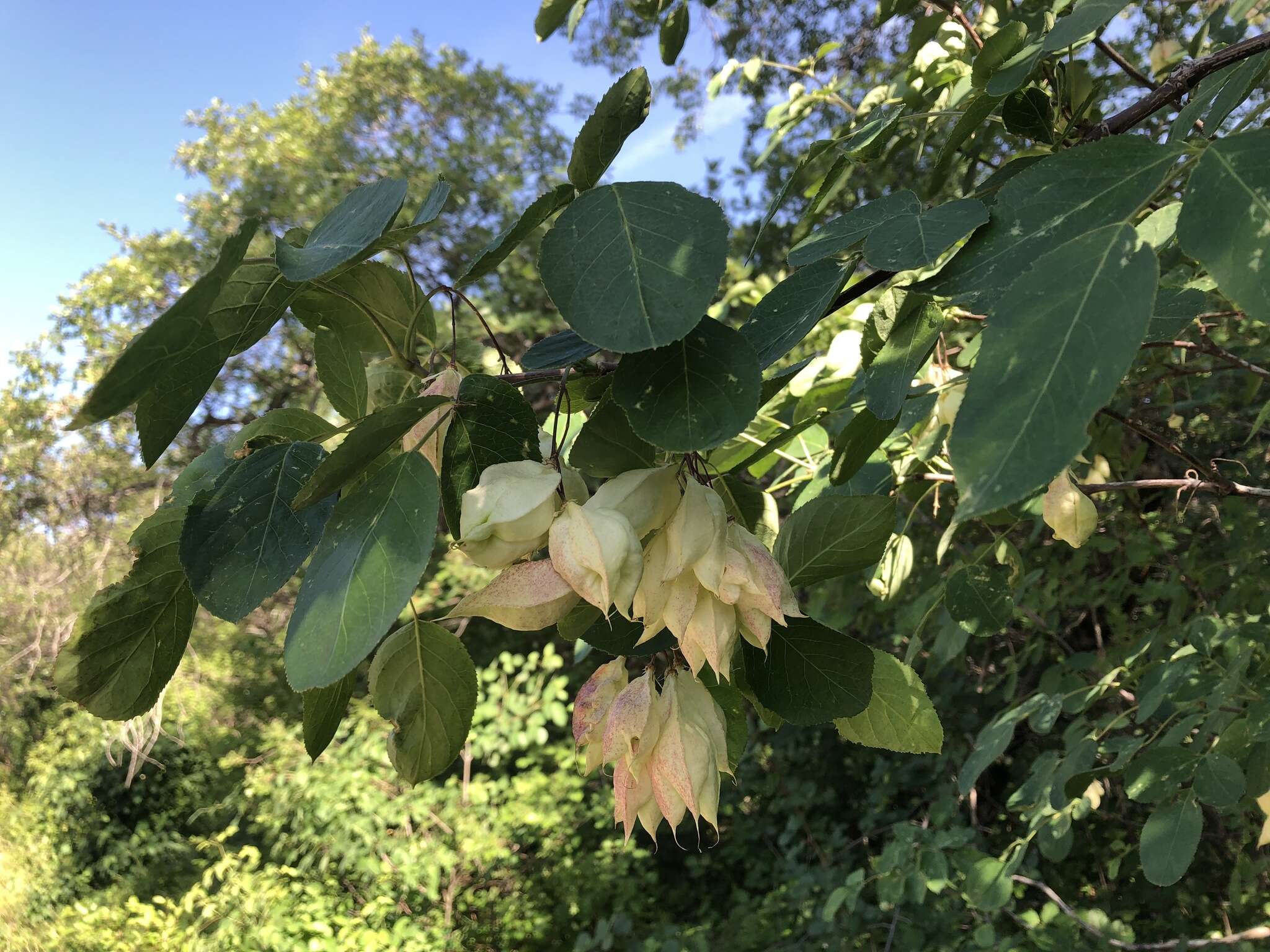 Image of Sierra bladdernut