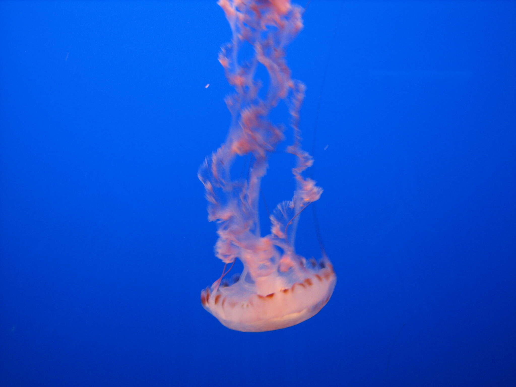 Image of purple-striped jellyfish