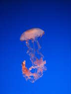 Image of purple-striped jellyfish