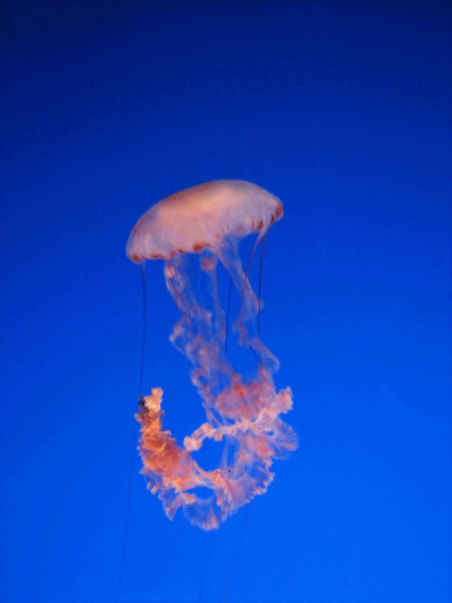 Image of purple-striped jellyfish