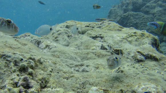 Imagem de Torquigener flavimaculosus Hardy & Randall 1983