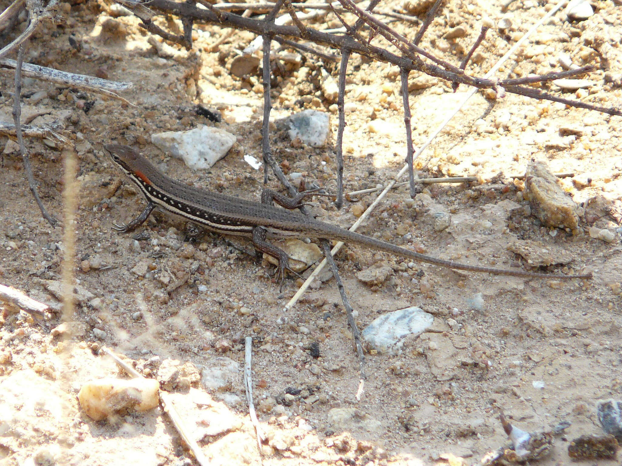 Image de Trachylepis elegans Peters 1854