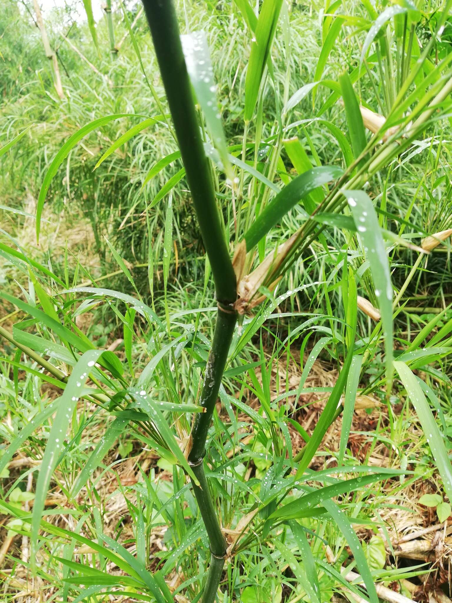 Image of American long-leaved bamboo