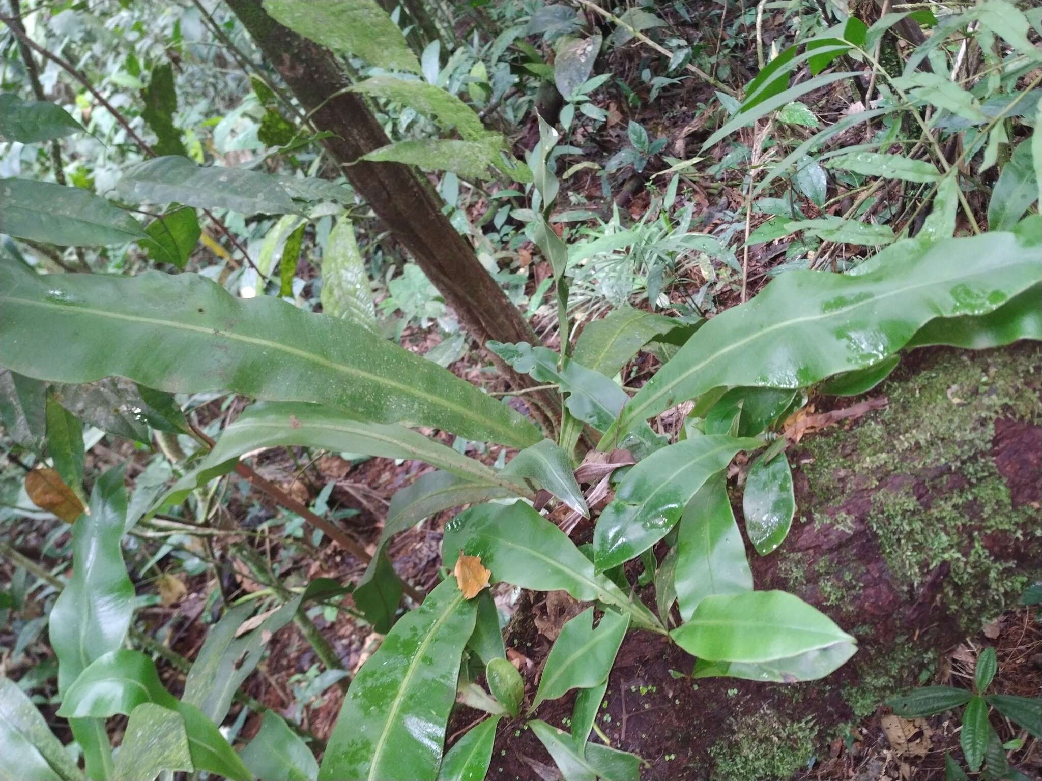 Image of wild birdnest fern