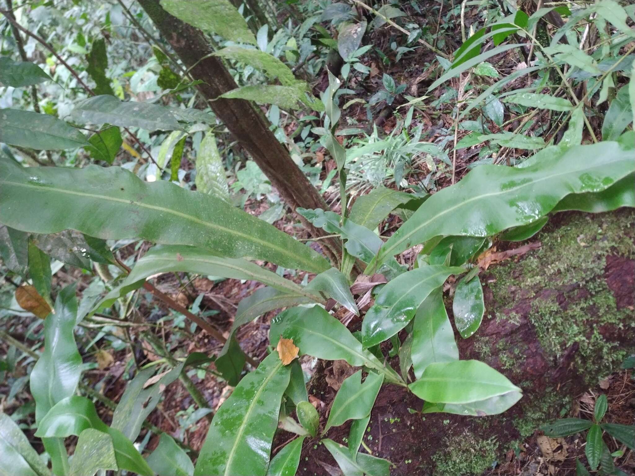 Sivun Asplenium serratum L. kuva