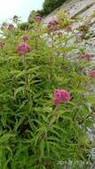 Image of Eupatorium formosanum Hayata