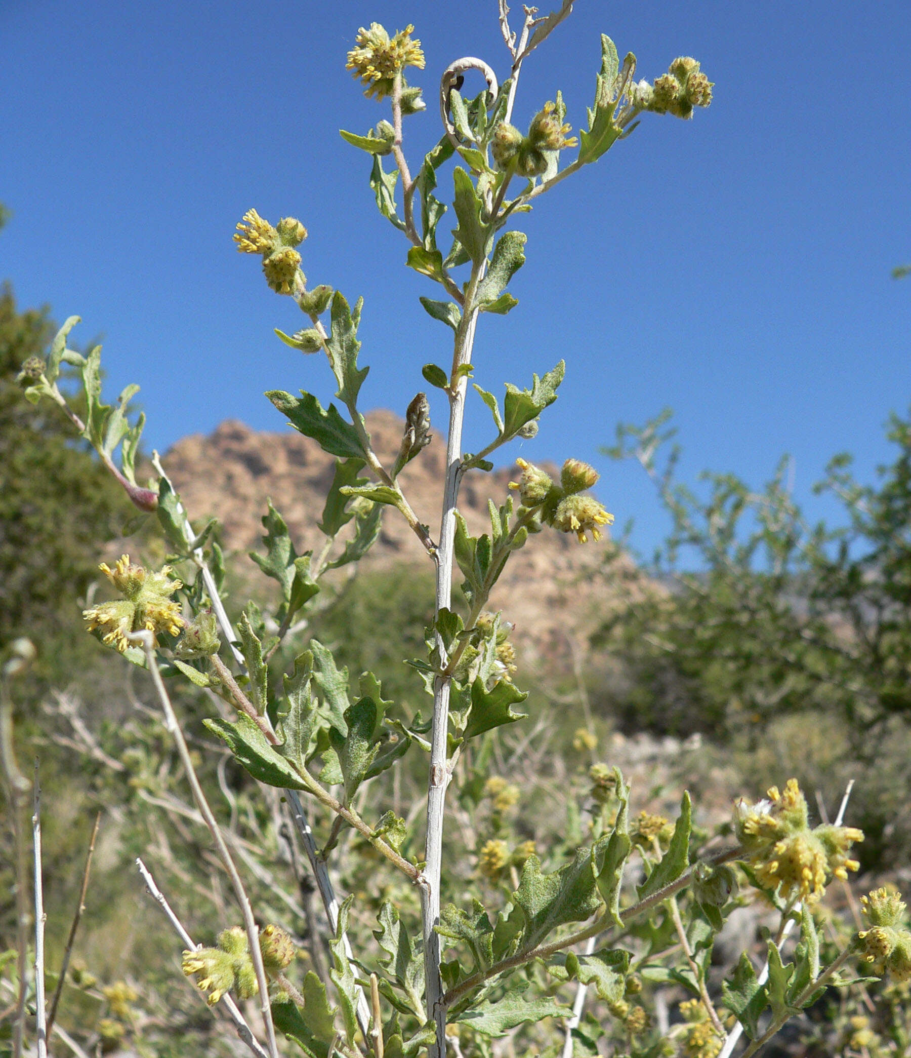 Image of ragweed