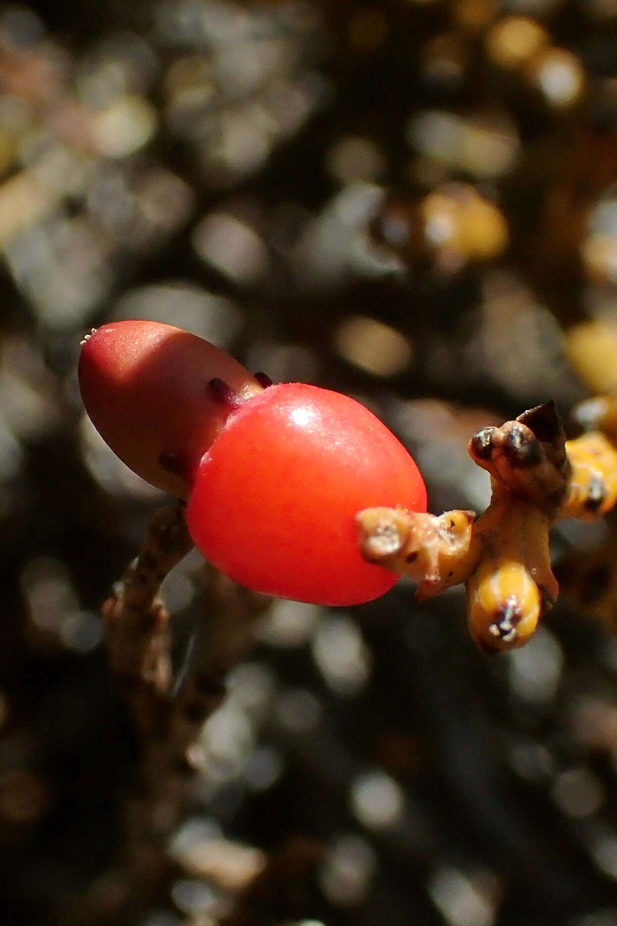 Image of Exocarpos bidwillii Hook. fil.