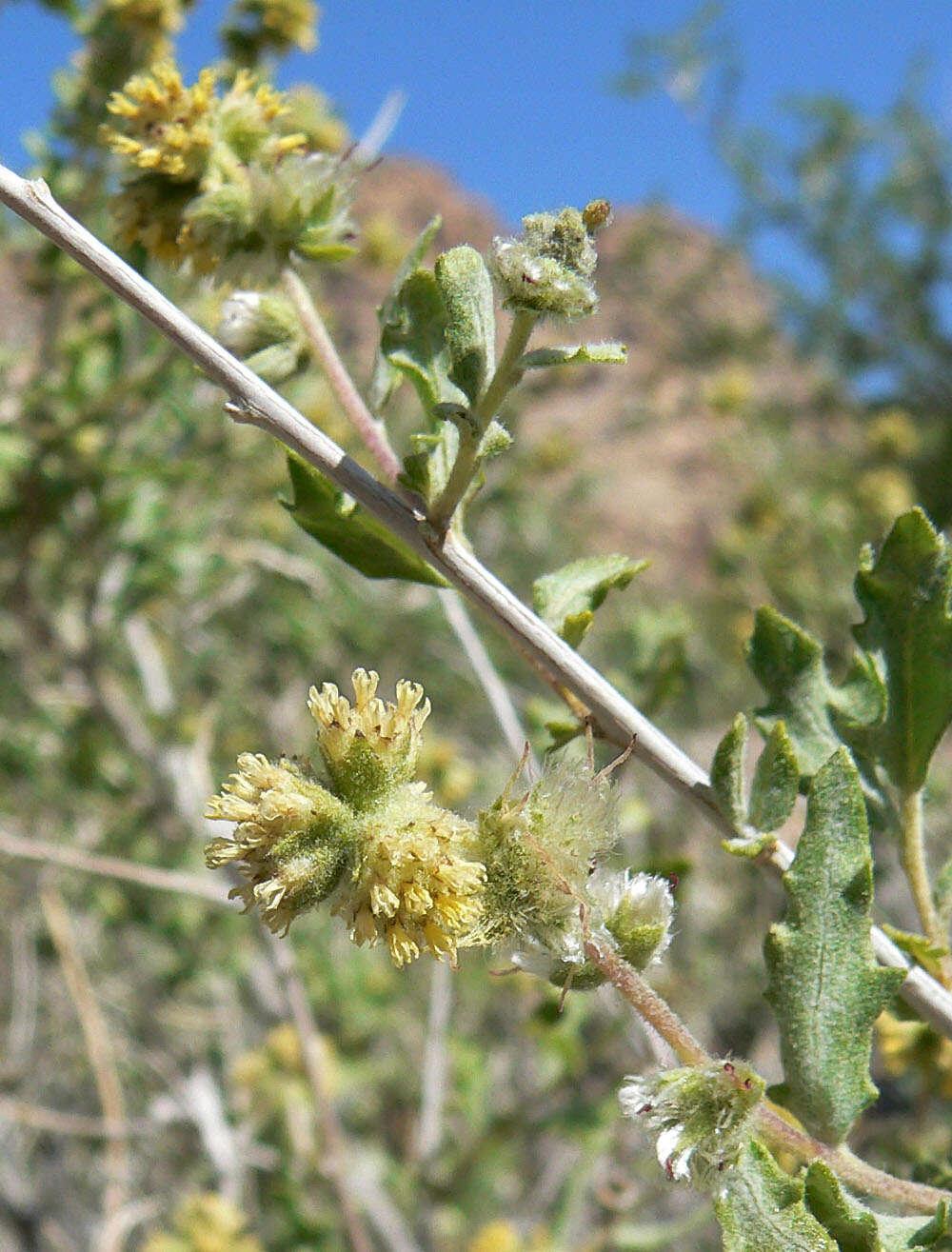 Image of woolly fruit bur ragweed