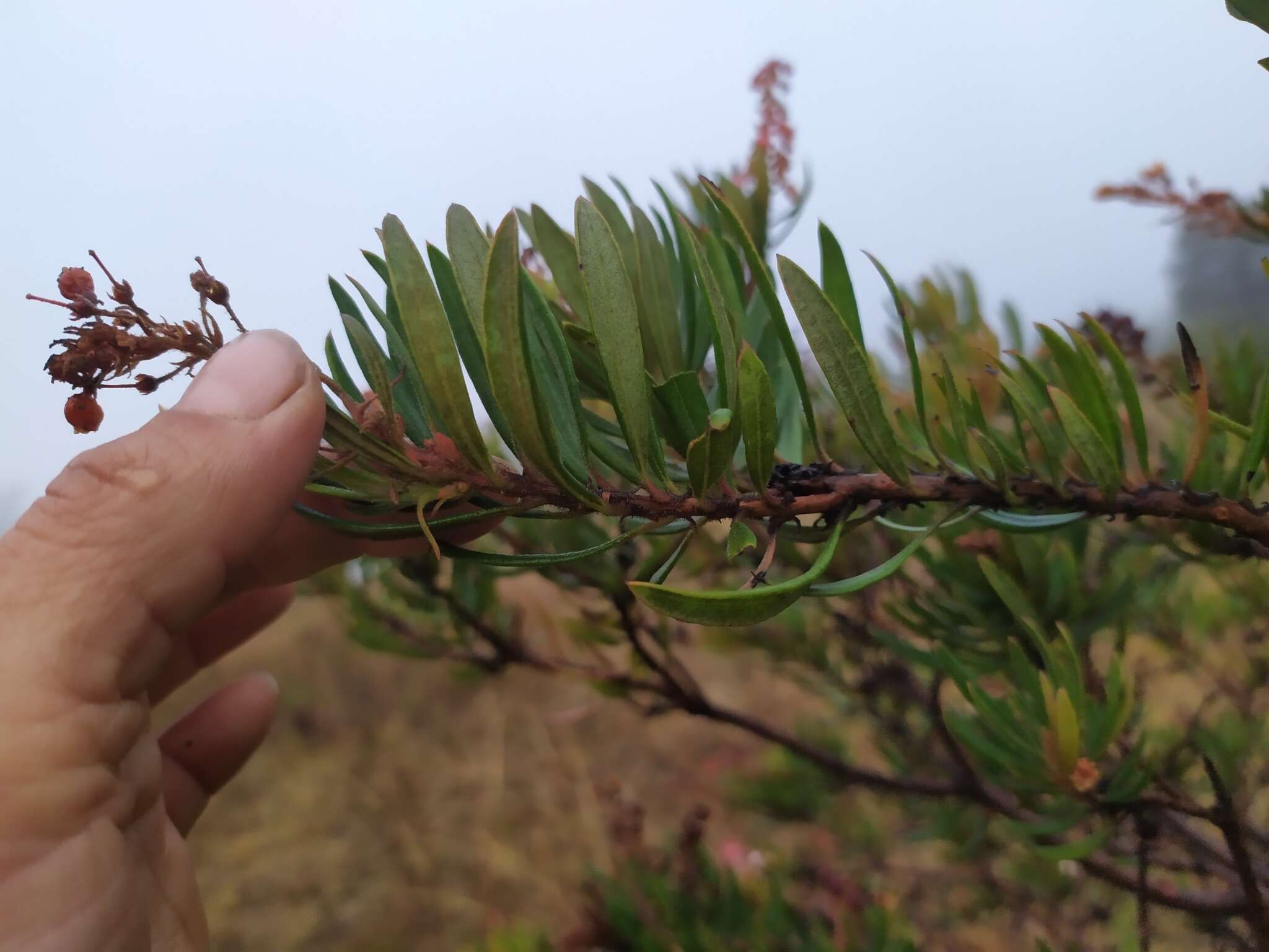 Слика од Comarostaphylis polifolia subsp. polifolia