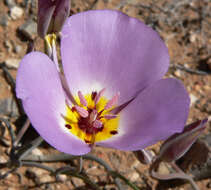 Слика од Calochortus