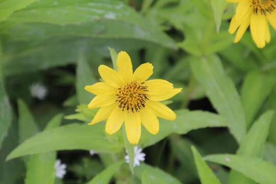 Image of Arnica sachalinensis (Regel) A. Gray