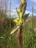 Image of Satyrium bicorne (L.) Thunb.