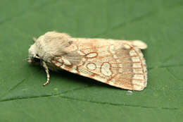 Image of Heart Moth