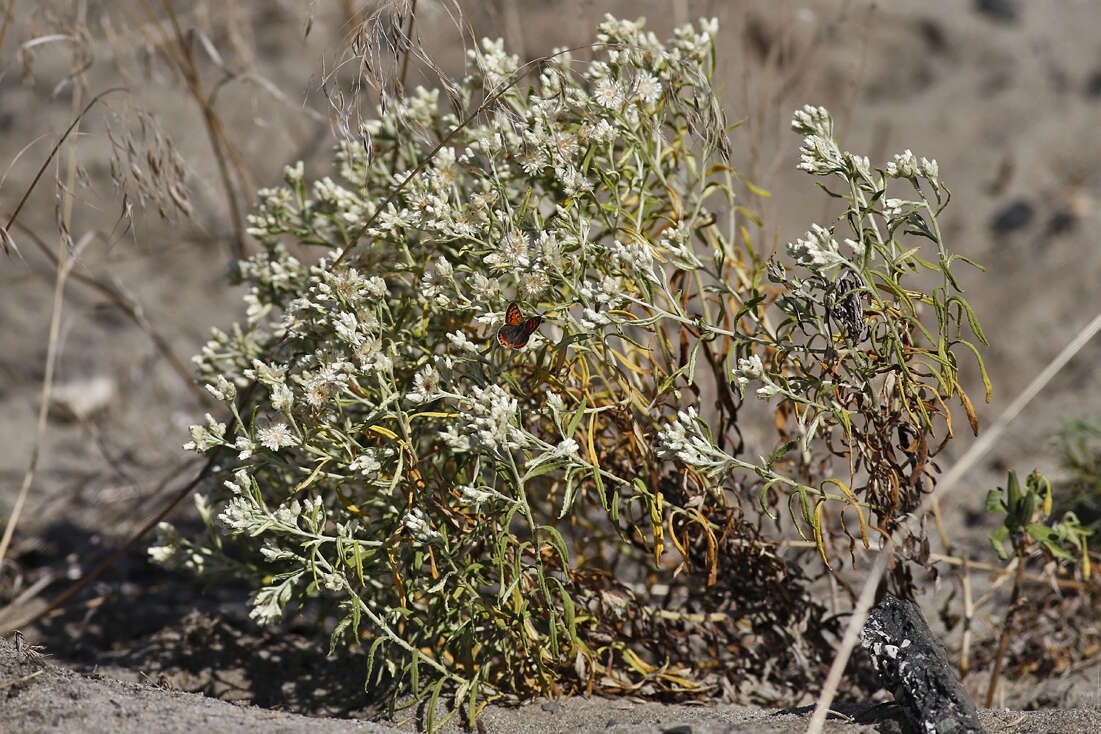 Imagem de Pseudognaphalium obtusifolium (L.) O. M. Hilliard & B. L. Burtt