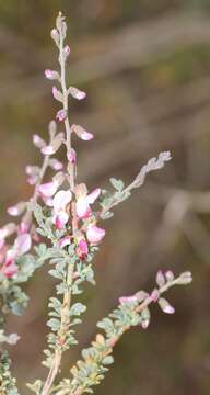 Image of Wiborgia tenuifolia E. Mey.