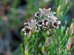 Image of Phylica imberbis Berg.