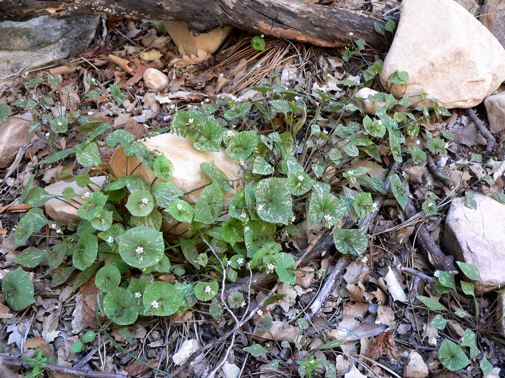 Image of Indian lettuce