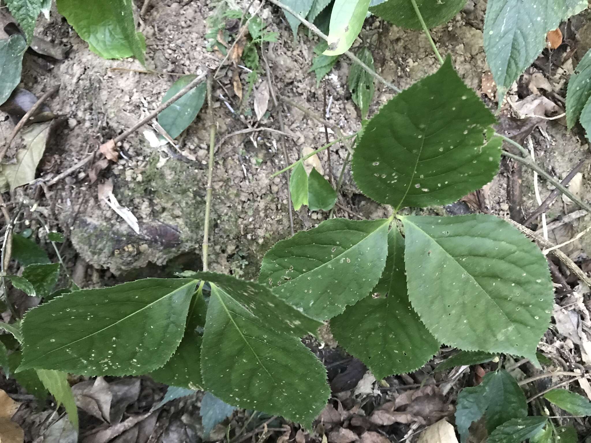 Image of Chloranthus oldhamii Solms