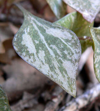 Image of Indian lettuce