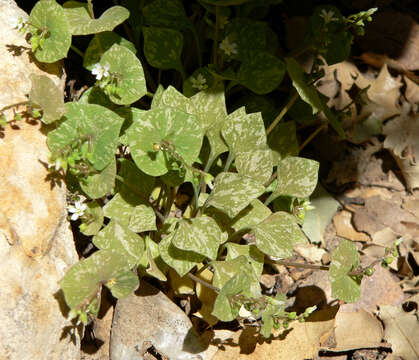 Image of Indian lettuce