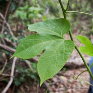 Image of Passiflora platyloba Killip