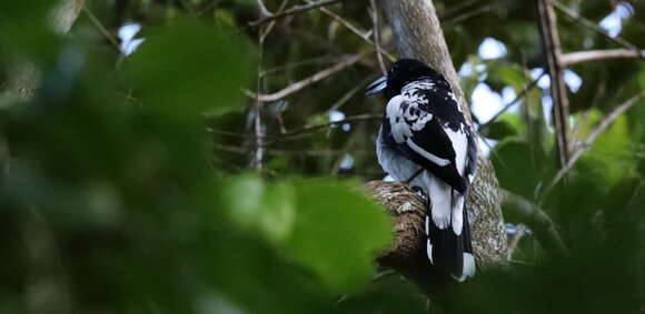 Image of Hooded Butcherbird