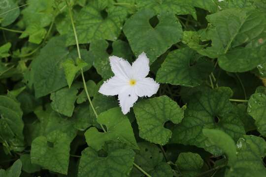 Image of Trichosanthes cochinchinensis (Lour.) M. Roem.