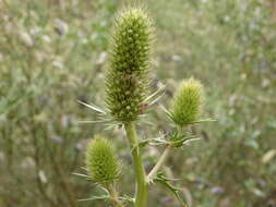 Eryngium duriaei Gay ex Boiss. resmi