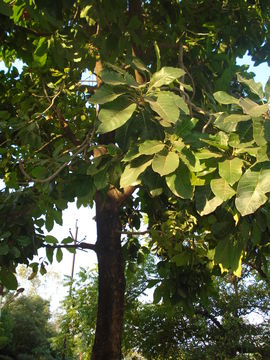 Image of mahua