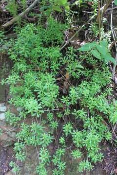 Image of Sedum quevae