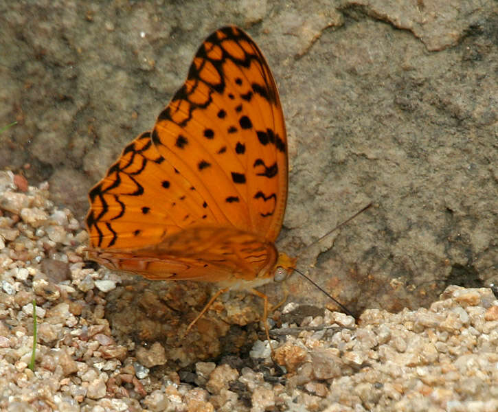 Image of Common Leopard