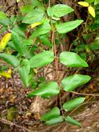 Image of Japanese honeysuckle