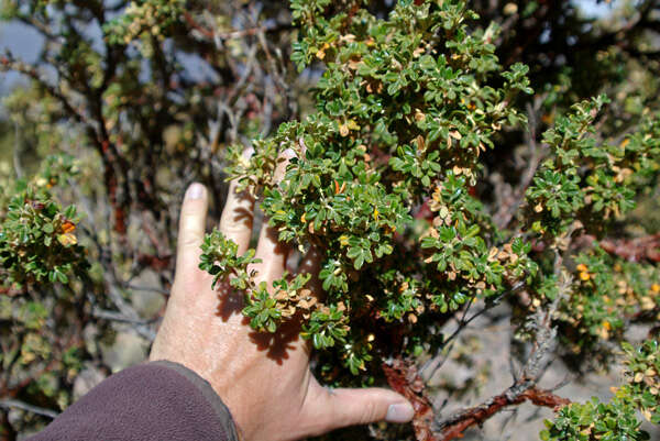 Image of Polylepis rugulosa Bitter