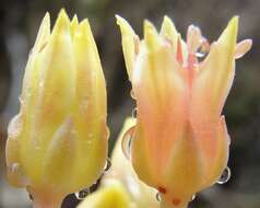 Sivun Sedum paradisum subsp. paradisum kuva