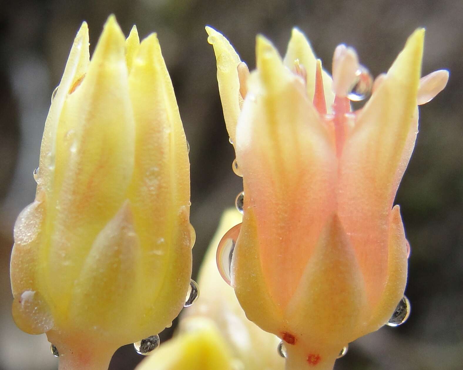 Image of Sedum paradisum subsp. paradisum