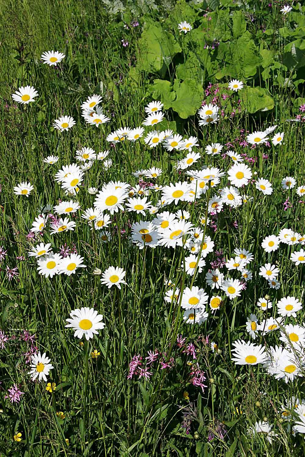 Image of Oxeye Daisy