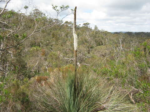 Image of Xanthorrhoea semiplana subsp. semiplana