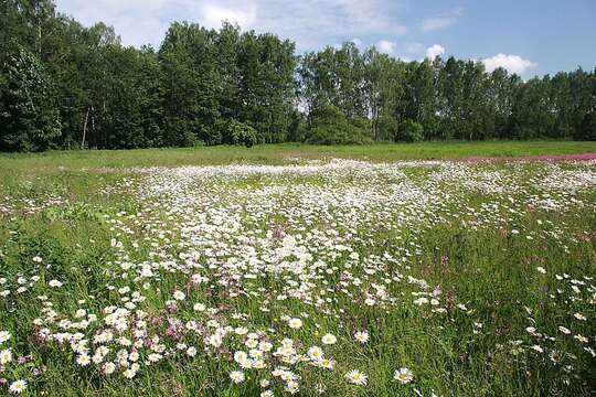 Image of Oxeye Daisy