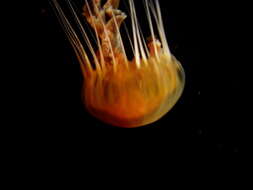 Image of Black sea nettle