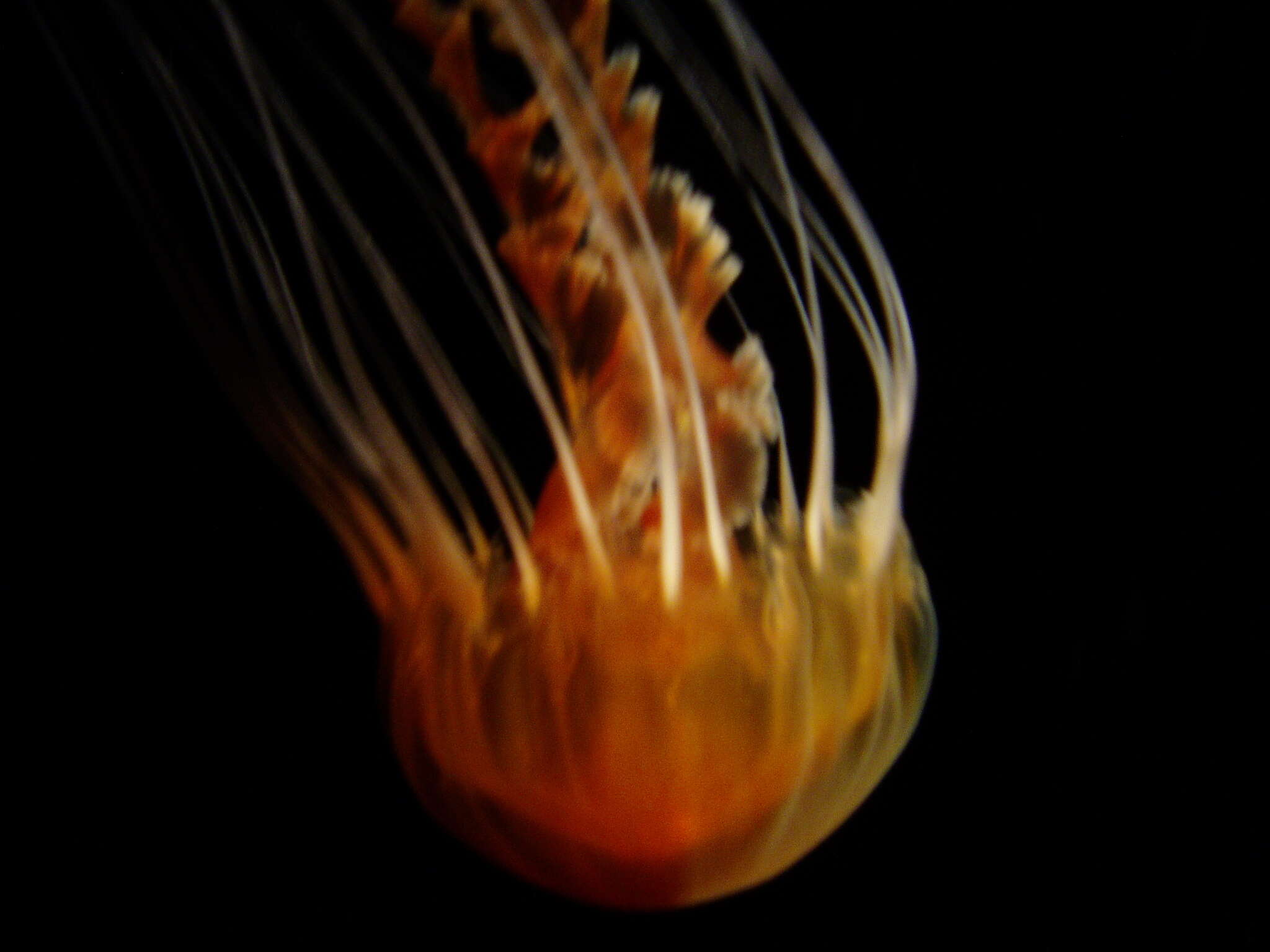 Image of Black sea nettle