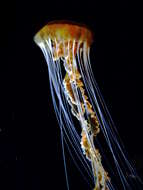 Image of Black sea nettle