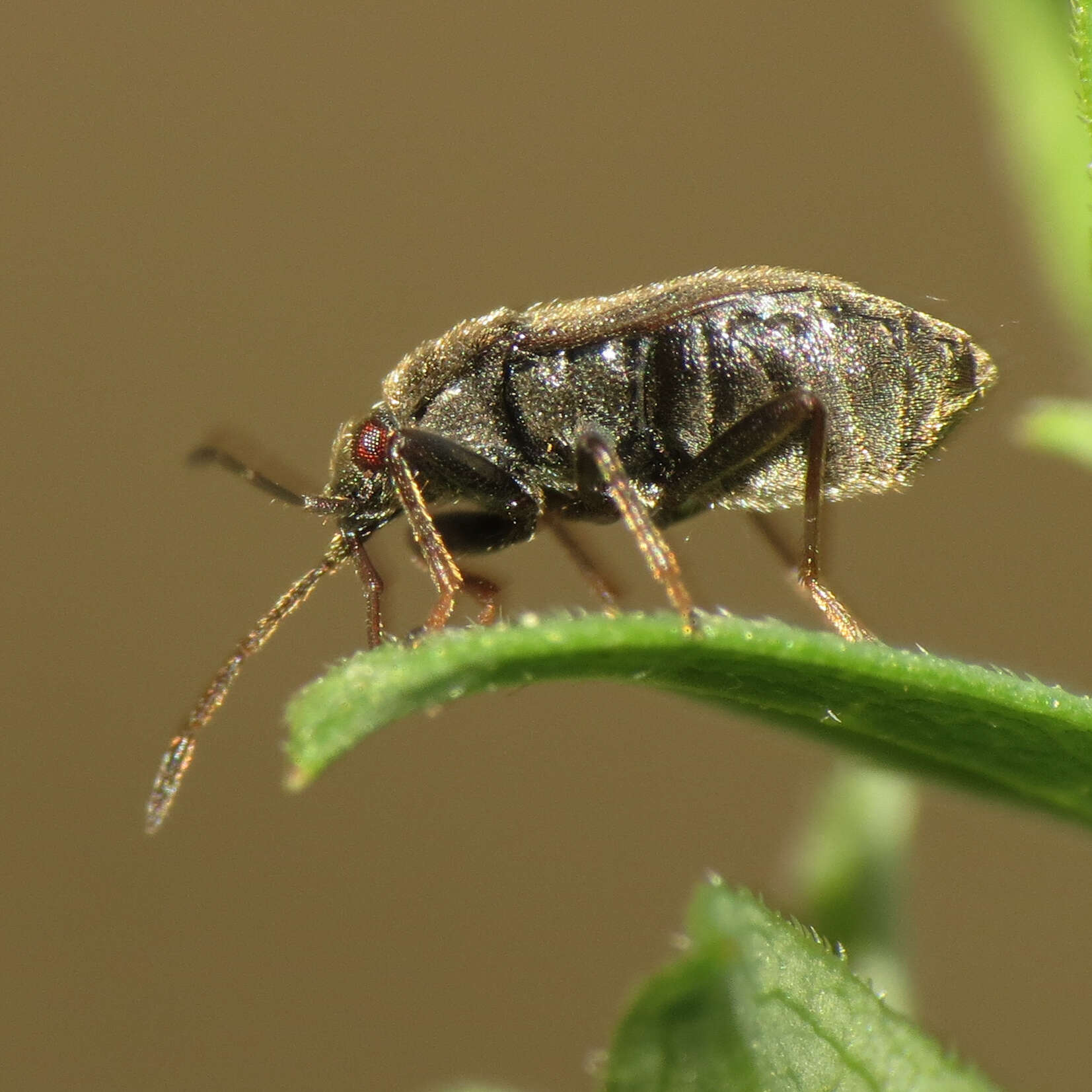 Image of Stygnocoris rusticus (Fallen & C. F. 1807)