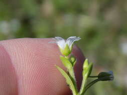 صورة Cerastium brachypodum (Engelmann ex A. Gray) B. L. Rob.