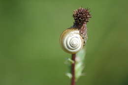 Image of Carthusian snail