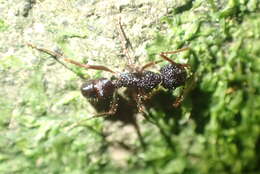 Image of Rhytidoponera chalybaea Emery 1901