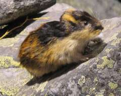 Image of True lemming